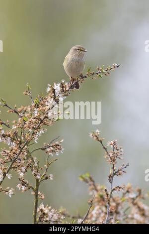 Chiffbuff (Phylloscopus collybita) CLEY Norfolk UK GB avril 2023 Banque D'Images