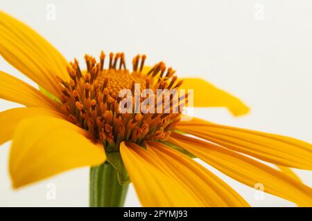 Goiania, Goias, Brésil – 01 mai 2023 : détail d'une fleur de tournesol jaune avec un fond blanc. Banque D'Images