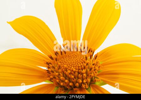Goiania, Goias, Brésil – 01 mai 2023 : détail d'une fleur de tournesol jaune avec un fond blanc. Banque D'Images