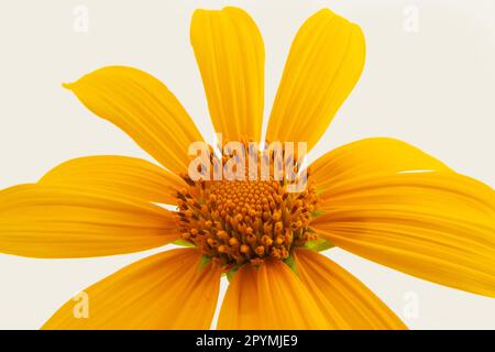 Goiania, Goias, Brésil – 01 mai 2023 : détail d'une fleur de tournesol jaune avec un fond blanc. Banque D'Images