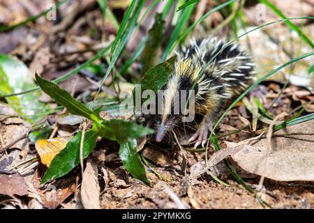 Tenrec à strié dans les basses terres (Hemicentetes Semispinosus), animal endémique sauvage dans les habitats naturels forêts tropicales humides. Andasibe-Mantadia National Banque D'Images