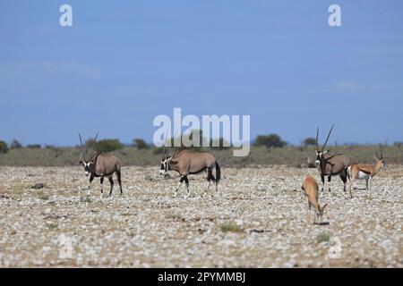 Antilopes d'Oryx dans la nature sauvage du parc national d'Etosha en Namibie Banque D'Images