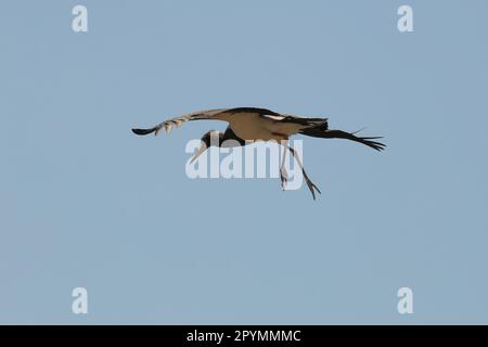 Marabout en vol en Namibie Banque D'Images