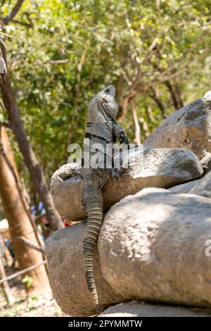 Iguana à queue épineuse noire 'Ctenosaura similis', Chichen Itzá, ruines mayas, Yucatan, Mexique Banque D'Images