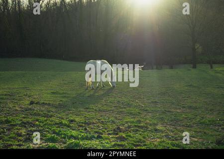 Le cheval blanc paître avec des rayons de soleil au coucher du soleil horizontal Banque D'Images