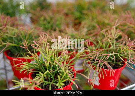 Plantes ornementales en pots sur une étagère de pépinière de fleurs Banque D'Images