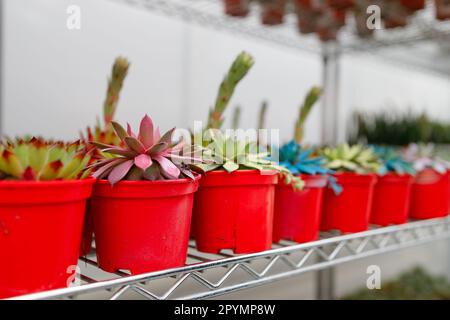 Rangées de cactus colorés dans des pots rouges sur une étagère de fleuriste. Entreprise d'usine en pot Banque D'Images