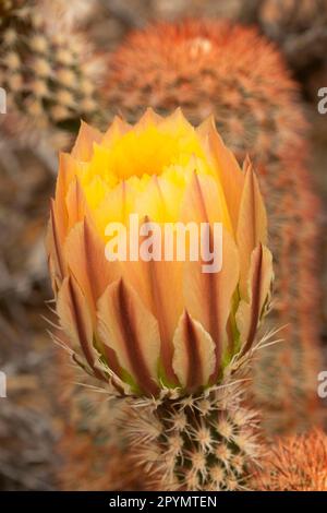 Cactus arc-en-ciel en fleur sur la piste Dugout Wells, parc national de Big Bend, Texas Banque D'Images