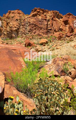 Blind Prickly Pear (Opuntia rufida) en pleine floraison le long de Indian Head Trail, parc national de Big Bend, Texas Banque D'Images