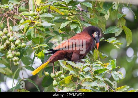 Montezuma oropendola (Psarocolius montezuma) à la recherche de nourriture dans l'arbre. Banque D'Images