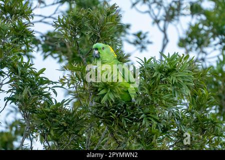 amazona auropalliata à serviettes jaunes atterri dans un arbre près de notre hôtel. Banque D'Images