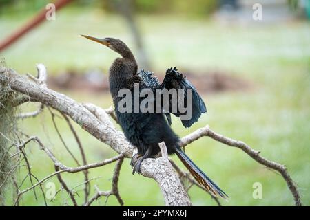 Un grand oiseau anhinga reposant sur une branche d'arbre dans les terres humides de Floride Banque D'Images