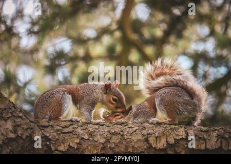 Deux écureuils rouges perchés sur une branche d'arbre dans une forêt luxuriante Banque D'Images