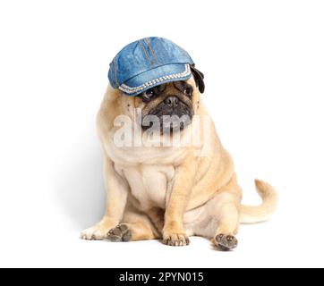 Purebred mignon drôle chien sympathique pug dans une casquette de base-ball en denim se trouve sur un fond blanc. Chien élégant. Vêtements et accessoires pour animaux. Banque D'Images