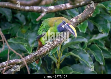 Toucanet à gorge bleue (Aulacorhynchus caeruleogularis, auparavant une sous-espèce du toucanet émeraude, mais maintenant séparé) observant curieusement. Banque D'Images