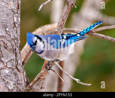 Vue rapprochée du geai bleu perchée sur une branche d'arbre avec un arrière-plan de forêt flou dans son environnement et son habitat affichant un plumage de plumes bleues. Jay Bird Banque D'Images