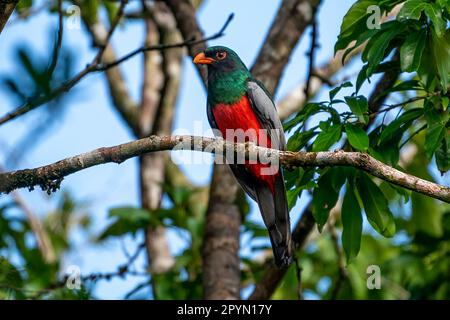 trogon à queue de slaty (Trogon massena) perché dans un arbre près de mon hôtel. Banque D'Images