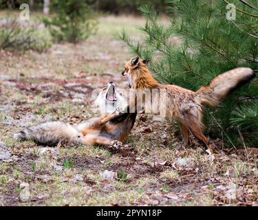 Renards jouant, luttant, fêtant, interagissant avec un comportement de conflit dans leur environnement avec un arrière-plan de forêt flou au printemps. Banque D'Images