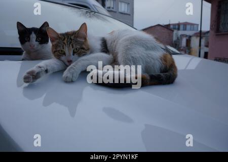 Deux chats se reposent sur le capot d'une voiture d'époque au crépuscule Banque D'Images