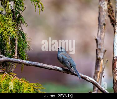 Junco de couleur d'état perchée sur une branche d'arbre avec un fond brun doux dans son environnement et son habitat et affichant plusieurs couleurs. Banque D'Images