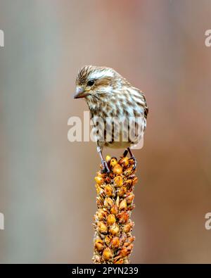 Vue de face de la femelle Purple Finch perchée sur une plante de pallein séchée avec un arrière-plan de couleur douce dans son environnement et son habitat environnant. Fin Banque D'Images
