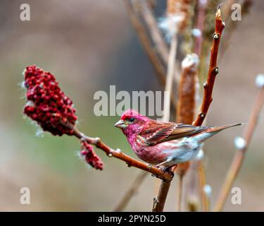 Vue de près sur le côté mâle de Finch, perchée sur un sumac rouge en corne de cerf avec un fond multicolore dans son environnement et son habitat. Fini violet Banque D'Images