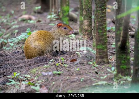 L'agouti d'Amérique centrale (Dasyprocta punctata) à la recherche de nourriture dans le jardin de notre hôtel. Banque D'Images