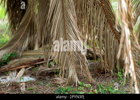 Palmier mort avec des branches sèches sur la cour de la maison de Floride. Concept de suppression d'arbre. Banque D'Images