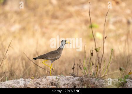 lapwing à puissance africaine (Vanellus senegallus), debout dans un champ sec en Gambie Banque D'Images