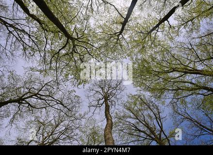 Carwitz, Allemagne. 01st mai 2023. Printemps dans la forêt de livres 'Hullerbusch' dans le parc naturel 'Feldberger Seenlandschaft'. Vastes forêts, collines, vallées, plaines sablonneuses, impressionnantes dunes intérieures, des lacs clairs et des tourbières cachées, des bâtiments historiques, des centres du patrimoine et des musées, tout cela se trouve dans ce parc naturel. Ce paysage diversifié a été façonné par le dernier âge de glace. Credit: Patrick Pleul/dpa/Alay Live News Banque D'Images