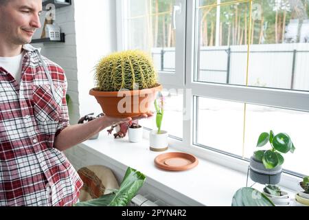 Grand échinocactus Gruzoni dans les mains de l'homme à l'intérieur près de la fenêtre sur le rebord de la fenêtre des plantes domestiques. Production végétale à domicile Banque D'Images