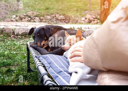 Deux chiens dormant ensemble sur une chaise longue à l'extérieur, concept de soin des animaux. Banque D'Images