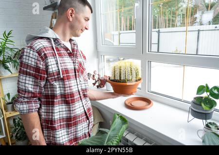 Grand échinocactus Gruzoni dans les mains de l'homme à l'intérieur près de la fenêtre sur le rebord de la fenêtre des plantes domestiques. Production végétale à domicile Banque D'Images