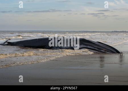 Baleine échouée Banque D'Images