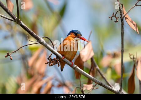 Malachite kingfisher (Corythornis cristatus) perché dans un arbre près de la rivière. Banque D'Images