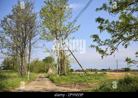 Sentier de terre avec une barre au début de celle-ci et un mât radio en arrière-plan derrière les arbres lors d'une journée ensoleillée dans la campagne italienne Banque D'Images