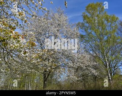 Carwitz, Allemagne. 01st mai 2023. Les arbres fruitiers fleuris sont sur le Hauptmannsberg près de la forêt de livres 'Hullerbusch' dans le parc naturel 'Feldberger Seenlandschaft'. Vastes forêts, collines, vallées, plaines sablonneuses, impressionnantes dunes intérieures, des lacs clairs et des tourbières cachées, des bâtiments historiques, des centres du patrimoine et des musées, tout cela se trouve dans ce parc naturel. Ce paysage diversifié a été façonné par le dernier âge de glace. Credit: Patrick Pleul/dpa/Alay Live News Banque D'Images