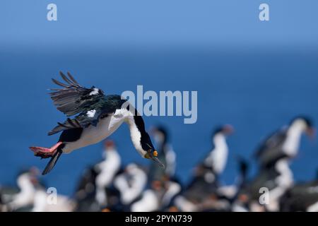 Le cerf impérial (Phalacrocorax atriceps albiventus) en vol arrivant sur terre dans une colonie de reproduction de l'île Sea Lion dans l'île Falkland Banque D'Images