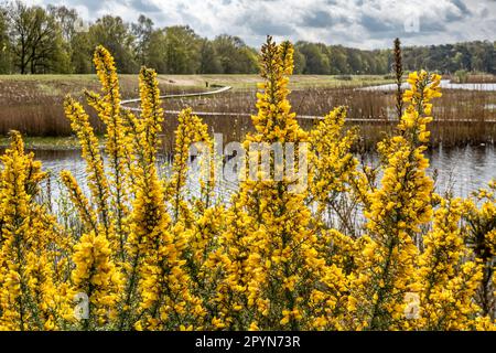 Gorse, Ulex europaeus, arbuste épineux en fleur avec des fleurs jaunes à Zanderij Crailo, Hilversum, pays-Bas Banque D'Images