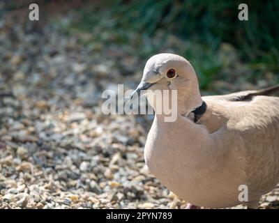 Colombe à col, Streptopelia decaocto, dans le jardin, pays-Bas Banque D'Images