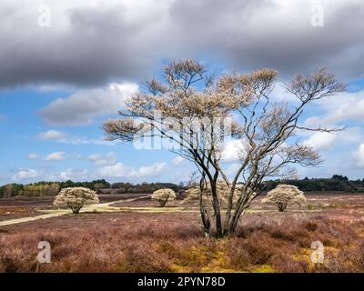 Juneberry ou mespilus neigeux, Amelanchier lamarkii, floraison au printemps dans la réserve naturelle de Zuiderheide, Het Gooi, Hollande-Nord, pays-Bas Banque D'Images