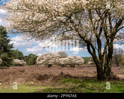 Juneberry ou serviceberry Trees, Amelanchier lamarkii, en fleur dans la réserve naturelle de Zuiderheide à Het Gooi, Hollande-Nord, pays-Bas Banque D'Images