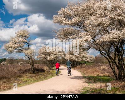 Couple plus âgé à vélo sur une piste cyclable, arbres de baies de baies en fleurs, Amelanchier lamarkii, dans la réserve naturelle de Zuiderheide, Het Gooi, pays-Bas Banque D'Images