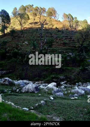 Une vue panoramique sur une colline rocheuse et herbacée entourée d'arbres et de rochers dans une zone boisée, avec une atmosphère tranquille Banque D'Images
