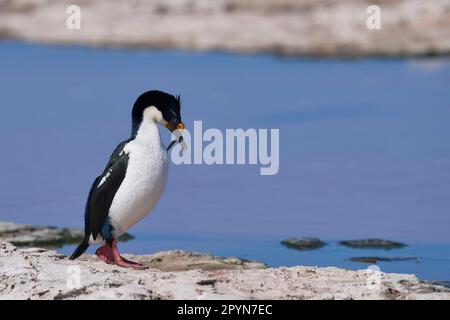 Colonie reproductrice de cerfs impériaux (Phalacrocorax atriceps albiventus) sur la côte de l'île Sea Lion dans les îles Falkland. Banque D'Images