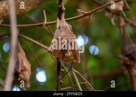 Chauve-souris gambienne (Epomophorus gambianus) tenant son bébé sous ses ailes. Banque D'Images