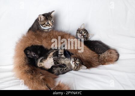 Quatre petits chatons curieux mignon jouent sur le lit. Banque D'Images