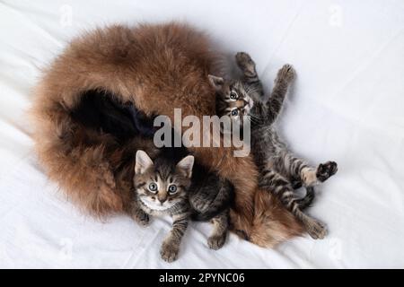 Petits chatons de tabby curieux mignon sur le lit. Banque D'Images
