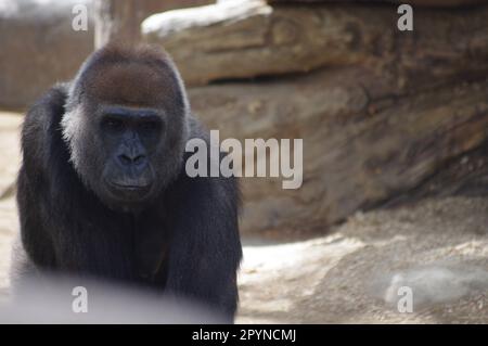 Gorilla, San Diego Zoo Safari Park, Californie Banque D'Images