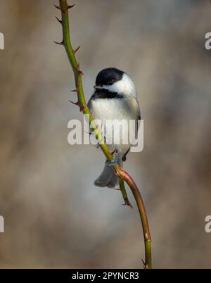 Carolina Chickadee (Poecile carolinensis), Mariner point Park, Joppatown, MD Banque D'Images